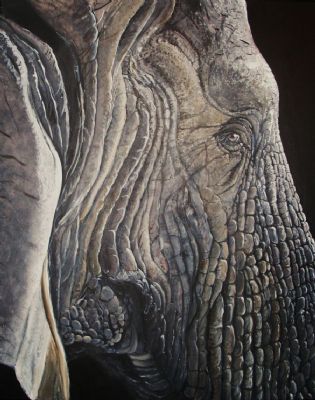 Elephant face